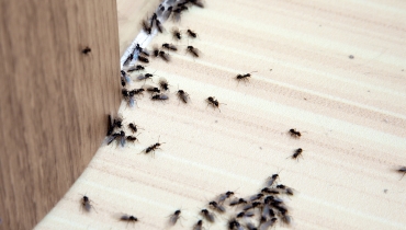 Ants