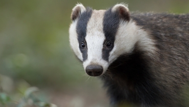 Badger