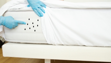 Bed Bugs