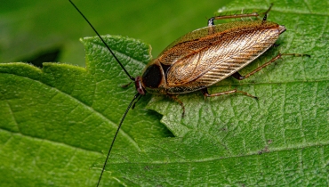 Cockroaches