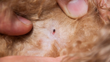 Fleas