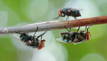 Flies