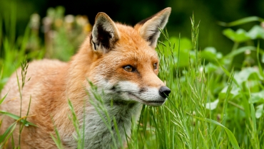 Foxes
