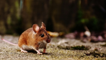 Mice