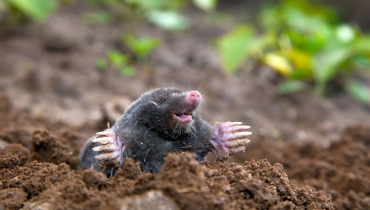 Moles