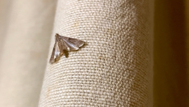 Textile Moths