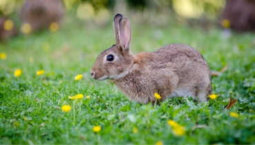 Rabbits