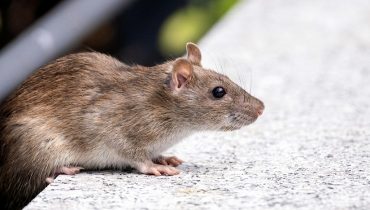 Rats