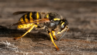 Wasps