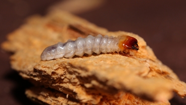 Woodworm